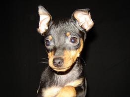 Miniature Pinscher New York