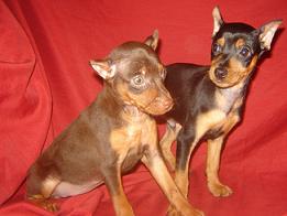 Miniature Pinscher Puppies